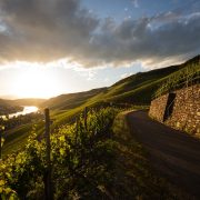 Weinberge an der Mosel bei Sonnenuntergang