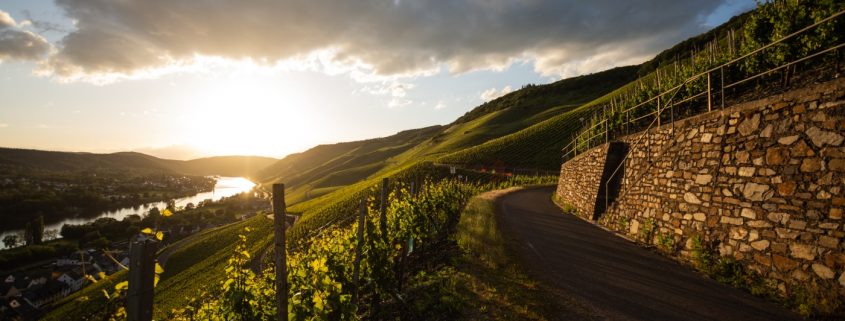 Weinberge an der Mosel bei Sonnenuntergang